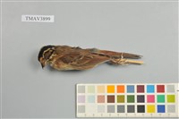 藏品(白眉鵐)的圖片